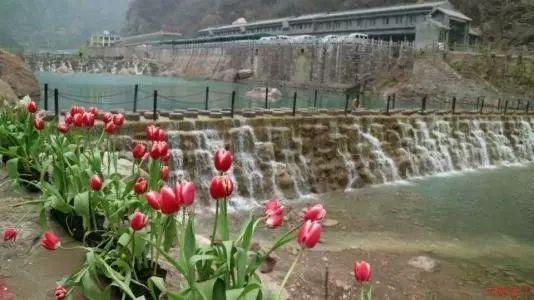 救援花栗鼠